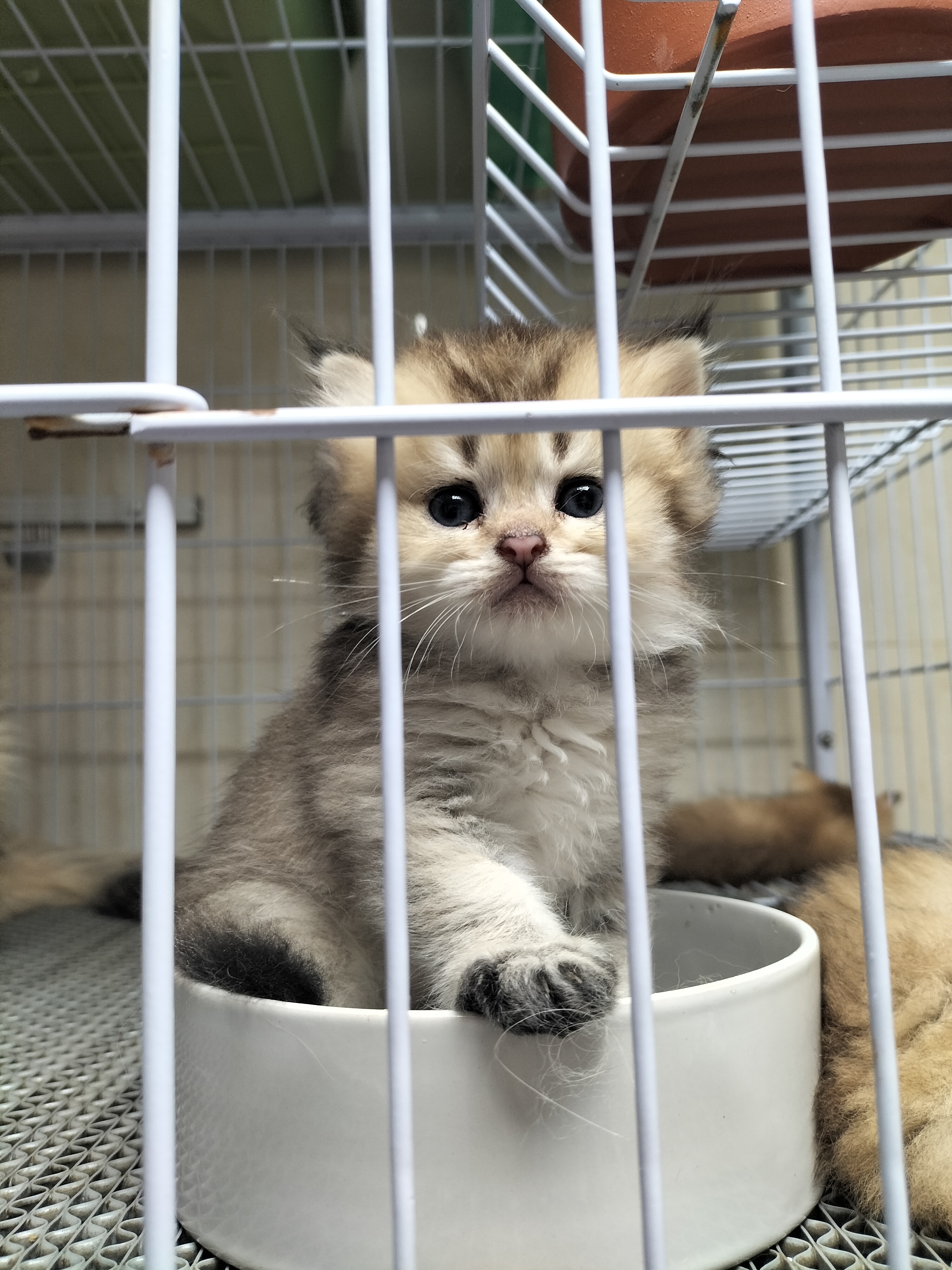 英国长毛猫